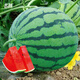 Beishu Kirin watermelon seed new variety lazy man Nanfang Meidu watermelon seed Yinhui 8424 watermelon seed 10 pieces small quantity