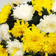 Baihua Pavilion Flowers Qingming Festival Chrysanthemums Funeral Ceremony Real Bouquets Funeral Memorial Grave Sweeping Remembering the Revolutionary Martyrs City Delivery Reminiscent of the Past|N34