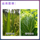 Weidi Yiquan Jiangxi Weidi Yiquan 28 high brassinolide rice cabbage growth regulator plant growth regulator 100ml