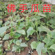 Chayote seedlings, seedlings with roots, seeds, larvae seedlings, melon seedlings, handrail melon planting seedlings, 1 chayote seedling