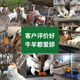 Baiyun Mugang Cattle and Sheep Licking Bricks Salt Bricks for Cattle and Sheep Nutritional Trace Elements Reinforced Mineral Feed Additives Pica and Stomach Compound Licking Bricks 2 boxes (a total of 80Jin Jin is equal to 0.5kg)