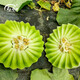 Shouhe Xinjiang Hami melon seeds from the south and north, early-maturing super sweet Xiangfei reticulated honeydew melon seeds, Shouhe jade mushroom melon seeds 30 pieces/thick flesh and small cavity