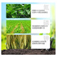 Lima general compound fertilizer nitrogen, phosphorus and potassium 15-15-15 chlorine-based rice wheat corn potassium sulfate balanced fertilizer 6Jin Jin equal to 0.5kg/bag