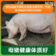 East China Zhengda 4% Pregnant Sow Compound Premix Reproduction Reserve Pregnancy Period Milk Increase Pregnant Sow Special