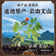 Qidan Pharmaceutical Forest Fresh Panax notoginseng Oral Liquid Essence Brink Yunnan Wenshan Jinqidan Forest Fresh Panax Notoginseng Version améliorée (1 boîte 30 pièces)