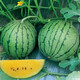 Jingyan watermelon seeds super sweet small watermelon Jingxin 8424 rock sugar unicorn melon Academy of Agricultural Sciences watermelon seedlings lazy melon seeds Jinglan yellow flesh watermelon 5g