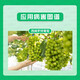 Guowang clofenuron seedless grape simrot expanding agent to increase fruit setting rate and growth regulator 200ml