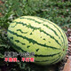 Dayu Lazy Man Watermelon Seed Seedlings Extra Large Suitable for Early Maturing Lazy People in the South 8424 Kirin Melon Meidu Seedless Fruits and Vegetables Green Emperor Lazy Man King Watermelon Seeds 50g canned