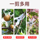 Special scissors for cutting branches Gardening Pruning shears Stainless steel pruning branches Fruit tree scissors Household flower cuts 14116 stainless steel orange fruit picking shears
