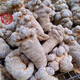 
Night Lord Panax notoginseng powder Yunnan Selected Wenshan 20 heads of Panax notoginseng powder pure Panax notoginseng powder super fine one can buy 2 get 2 free 4 cans in total 2 Jin [Jin equals 0.5 kg]