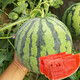 Dayu Lazy Man Watermelon Seed Seedlings Extra Large Suitable for Early Maturing Lazy People in the South 8424 Kirin Melon Meidu Seedless Fruits and Vegetables Kirin Watermelon Seedlings with Soil Seedlings 10
