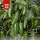 GEWOSI fresh Hong Kong peppers, Mexican peppers, pickled peppers, spicy, thin skin and thick flesh, seasonal farm-grown whole box supermarket vegetables, peppers 5*0.5kg, spicy