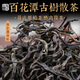 Mingguan Zhongpin 2021 Yiwu Baihuatan (Qing) Early Spring Ancient Tree Loose Tea Yunnan Ancient Tree Loose Tea Pu'er Tea Loose Tea 100g