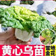 Huangxinwutaicai seedlings, chrysanthemum and cabbage seedlings, potted garden garden fields, easy to grow four-season vegetable seedlings, 10 Huangxinwutaicai plants