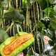 Dayu Boyang No. 9 melon seed seedlings collection, honeydew melon, eight-mile crispy melon seed old variety, Boyang No. 9 melon seedlings, 10 seedlings