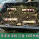 Guangxi authentic black sugarcane seedlings seedlings sugarcane seeds wholesale potted plants can be planted crispy and sweet, can be planted in the north and south, 2 black sugarcane roots with 3-6 spores, Guangxi sugarcane seedling head