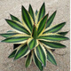 Agave family series of snow, auspicious crowns, five colors, and other succulent plants, garden potted plants, Maikele, snow, 14-15cm