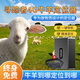 Tracker Cattle and Sheep Locator Beidou Satellite Waterproof Grazing Sheep and Cattle Solar Powered Ultra-Long Life Anti-Theft and Anti-Freeze Battery 15,000 mAh + Accurate Positioning First Year
