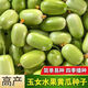 Jade Girl Fruit Cucumber Seeds Mini Small Cucumber Seeds Eat Raw Crisp and Sweet Without Residues for Spring and Autumn Planting Balcony Pot Seeds - Mouthful Juice Jade Girl Cucumber Seeds Pack of About 5 Original New Products - New Seeds 1 Bag (50 Tablets) Song Fertilizer
