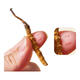 Cordyceps sinensis, 2 1 gram 10 gift boxes for large Cordyceps sinensis dry goods and gifts, 10 pieces [2 1 gram 5 grams]