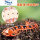 
Feidule children's electric remote control spider toy crawling simulation small animals 4-6 years old boy and girl yellow and black remote control centipede 9901+ screwdriver official