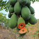 Dwarf papaya seedlings, fruit papayas, red-fleshed papaya seedlings, large green papaya seedlings that bear fruit in all seasons of the year, potted courtyard, 4 dwarf papaya seedlings (10 cm high), free reissue after receiving dead seedlings (with cups and leaves)
