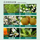 Guoguang 3% gibberellin 920 citrus grape fruit germination and fruit preservation to improve fruit setting gibberellic acid plant growth regulator 50ml*5 bottles