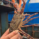 
Gift box/[Spot] Shen Zhixiong Fujian Dongshan Island Sea Catching Seafood Gift Box New Year’s Eve Dinner Gift Box 689 Gift Pack Seafood Net Weight 2700g