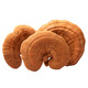 Qin Dingtai purple Ganoderma lucidum pruning Changbai Mountain Ganoderma lucidum natural red Ganoderma lucidum deep mountains basswood Linzhi soaked in wine and soup purple zhi wood linden red Ganoderma lucidum / Changbai Mountain direct hair 200 grams
