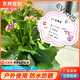 Xushansi Kindergarten Simulation Pot Brand Gardening Simulation Flower Pot Simulation Label Signage Succulent Conservation Brand DIY Handmade YHCD-02 10x16cm