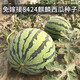 Changgong 8424 Rock Sugar Kirin Watermelon Seed Sweet King High Yield Kirin Lazy Man Seedless Giant Watermelon Four Seasons Fruit Seed Xinjiang 8424 Watermelon 10 grams about 100 pieces