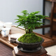 Tangshan Yunsong ist ein authentisches Tangshan-Zwerg-Literaturbüro Bambus ist gut für den Anbau von grünem Desktop Bonsai 12023 Original Pot Tangshan Yunsongong 5-jährige Bonsai eignet sich gut zum Pflanzen mit Töpfen.