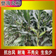New species in stock original Liangyu 99 corn seeds disease-resistant and temperature-resistant Shandong Denghai Liangyu 99 hardcore corn big cob New species Denghai Liangyu 99 5118 grains x5 bags