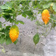 Su Ruili Grape Seeds, Bitter Melon, Golden Bells, Golden Bells, Golden Small Bitter Melon Seeds, Balcony Potted Vegetable Seeds, Golden Laigua, 2 bags
