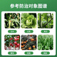 Guoguang Youlehong 8% ethylamine regulates growth and increases yield, plant growth regulator, ripening agent, ripening agent 200 ml/1 bottle