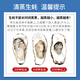 Popular Rushan Oysters, Fresh Oysters, Extra Large Seafood Oysters, 5 Jin Jin is equal to 0.5 kg, whole box of fresh oysters, 4 Jin Jin is equal to 0.5 kg, 3XL size, 10-16 pcs