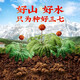 Magasin phare officiel authentique Yunnan Wenshan Sanqi Powder 18 pieds-pied spécial Pure Sanqi Powder Superfine Powder Tianqi Powder 250g G Sac cadeau