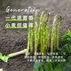 Long-cultivation asparagus seeds, asparagus seed root seedlings, easy to grow, easy to grow potted plants, perennial vegetable seeds for balcony planting in all seasons, green asparagus seeds 10g, about 500 capsules/field planting