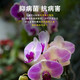 Орхидея короля орхидея Специальное питательное раствор Clivia phalaenopsis orchids растение цветочное удобрение, укоренившееся для стимулирования цветения. Orchid King 2 бутылки 1050 мл