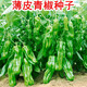 Thin-skinned green pepper seeds, early-maturing Zoupe-skinned green pepper seeds, suitable for potted planting in courtyards, terraces and balconies. Thin-skinned green pepper seeds, 5 packs, about 251 capsules.