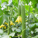 Luffa seeds, long luffa seeds, easy to grow vegetable seeds in spring and summer courtyard fields, vegetable seeds, long luffa seeds, 1 pack, about 30 seeds