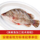Anhui three stinky mandarin fish, stinky mandarin fish, eviscerated, Anhui Huangshan specialty, authentic Huizhou stinky mandarin fish, vacuum feeding bag, vacuum packaging, three pieces not less than 2.4Jin, Jin equals 0.5kg (recommended)