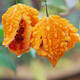 Su Ruili Grape Seeds, Bitter Melon, Golden Bells, Golden Bells, Golden Small Bitter Melon Seeds, Balcony Potted Vegetable Seeds, Golden Laigua, 2 bags