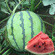 Suri Zaojia 8424 Watermelon Early Ripening Kirin Melon Xindumei Watermelon Seed Extra Large Kirin Super Sweet Seedless Melon Early Ripening Resistant Sweet Beauty Canned 500 capsules