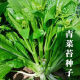 多枝多芽菜心种多子多福甜菜心种广东菜芯菜苔籽蔬菜种春秋四季 精选3888粒成活率98%好吃 超高发芽率【超多枝芽】多籽多福