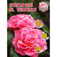 Camellia fertilizer special fertilizer non-dilution nutrient solution camellia jasmine gardenia azalea acid-loving plant potted home Camellia non-dilution nutrient solution 500ml*1 bottle