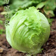 Sweet and crispy lettuce lettuce, hamburger lettuce seeds, crispy and refreshing, raw lettuce seeds, potted four-season farm vegetables, original crispy and tender lettuce, 10 packs/about 20,000 pieces Song Dynasty