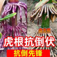 New species Yufeng 303 Yufeng 308 high-yielding corn seeds, lodging-resistant, short-stemmed, national-approved large-stick corn seeds, national-approved original Yufeng 303, 4200 grains in a bag (random packaging)