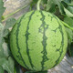 Jingyan watermelon seeds super sweet small watermelon Jingxin 8424 rock sugar unicorn melon Academy of Agricultural Sciences watermelon seedlings lazy melon seeds Jinglan yellow flesh watermelon 5g