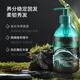 Bodyaid Anti-Loss Shampoo 300ml Ingwer Orchidaceae Blatt Shampoo Reinigungsshampoo